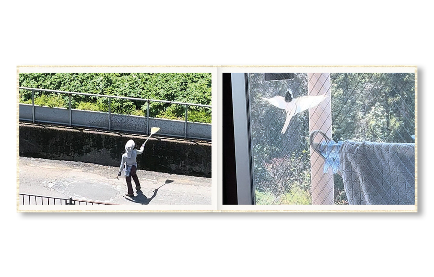 SCREENSHOTS FROM A SERIES OF VIDEOS ABOUT A RICE FIELD AND ITS SURROUNDINGS